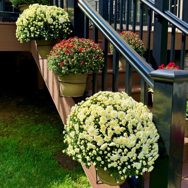 🌿Adjustable Non-slip Hanging Flowerpot Shelf🌿