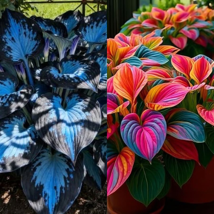 🌈 Rainbow+Midnight Blue (400 Seeds)