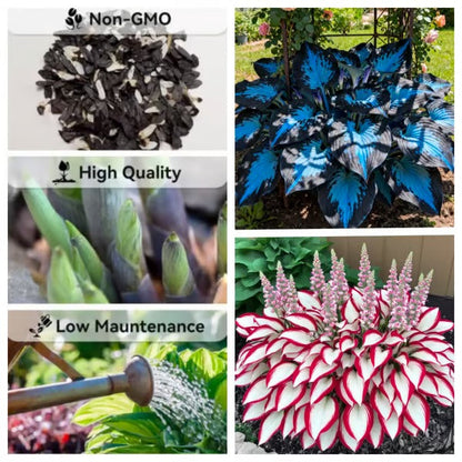 🔥Premium Rare Hosta Seeds🌿Shade-Tolerant Plant